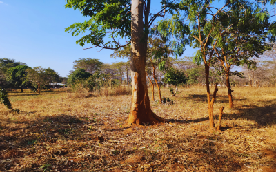 INVESTMENT PROPERTY FOR SALE – LUSAKA (NEW KASAMA)